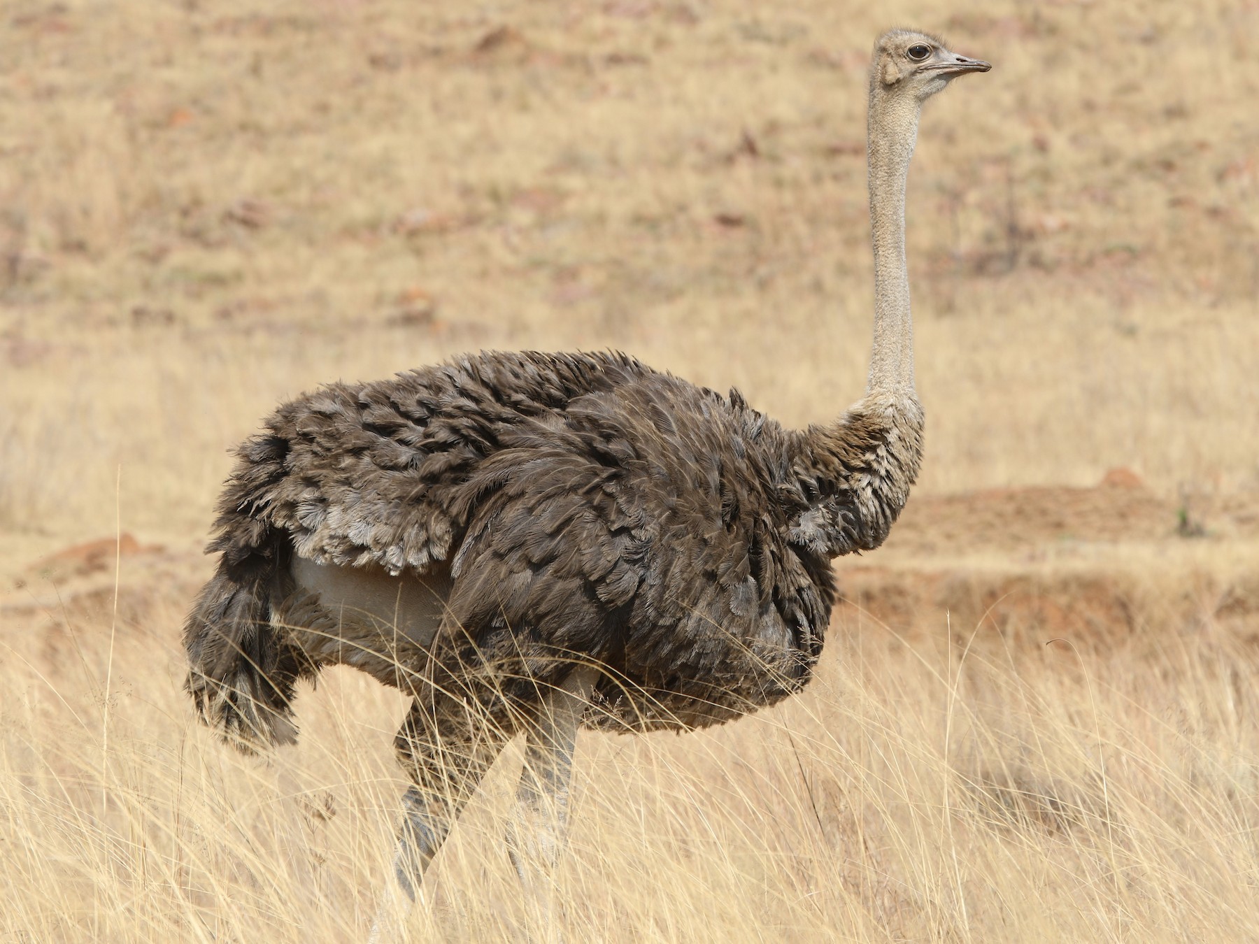 ostrich picture